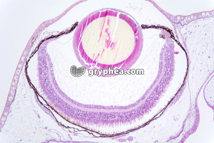 Tétard oeil x25 - gryphea.org